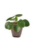 Pilea Peperomioides Chinese Money Plant Live Indoor Plant (Pilea peperomioides), Easy Care Houseplant for Home and Office Decor