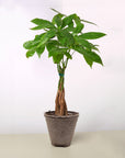Money Tree Pachira Braid Live Indoor Plant (Pachira aquatica), Easy Care Braided Trunk Houseplant for Home and Office Decor