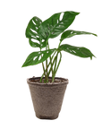 Swiss Cheese Plant Monstera Adansonii Live Indoor Plant (Monstera adansonii), Easy Care Climbing Trailing Houseplant for Home and Office Decor