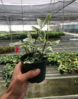 Variegated Triangularis Rubber Plant Live Indoor Plant (Ficus triangularis variegata), Easy Care Variegated Foliage Houseplant for Home and Office Decor