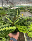 Maranta 'Lemon Lime'
