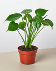 Split-Leaf Monstera Deliciosa Live Indoor Plant (Monstera deliciosa), Easy Care Climbing Statement Houseplant for Home and Office Decor