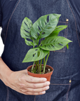 Swiss Cheese Plant Monstera Adansonii Live Indoor Plant (Monstera adansonii), Easy Care Climbing Trailing Houseplant for Home and Office Decor