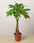 Money Tree Pachira Braid Live Indoor Plant (Pachira aquatica), Easy Care Braided Trunk Houseplant for Home and Office Decor
