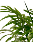 Parlor Palm Live Indoor Plant (Chamaedorea elegans), Easy Care Palm Houseplant for Home and Office Decor