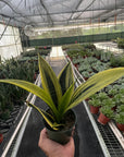 Gold Flame Snake Plant Live Indoor Plant (Sansevieria trifasciata), Easy Care Low Light Houseplant for Home and Office Decor
