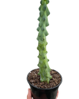 Boobie Cactus Live Indoor Plant (Myrtillocactus geometrizans), Easy Care Columnar Cactus Houseplant for Home and Office Decor