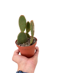 Bunny Ear Cactus Live Indoor Plant (Opuntia microdasys), Easy Care Succulent Houseplant for Home and Office Decor