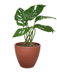 Swiss Cheese Plant Monstera Adansonii Live Indoor Plant (Monstera adansonii), Easy Care Climbing Trailing Houseplant for Home and Office Decor