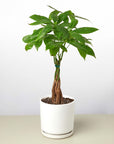 Money Tree Pachira Braid Live Indoor Plant (Pachira aquatica), Easy Care Braided Trunk Houseplant for Home and Office Decor