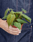 Velvet Philodendron Micans Live Indoor Plant (Philodendron hederaceum micans), Easy Care Trailing Houseplant for Home and Office Decor