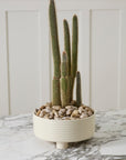 Large Hailey off-white ribbed footed ceramic bowl planter, 12 inch, view 2