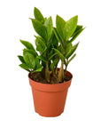 Zamioculcas Zamiifolia ZZ