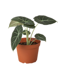 Alocasia Reginula 'Black Velvet'