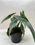 Alocasia 'Dragons Breath'