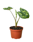 Alocasia 'Hilo Beauty'