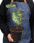 Alocasia 'Hilo Beauty'