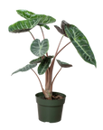 Alocasia Pink Dragon