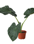 Alocasia 'Regal Shields'