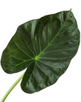 Alocasia 'Regal Shields'