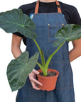 Alocasia 'Regal Shields'