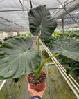 Alocasia 'Regal Shields'