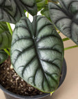 Alocasia Silver Dragon