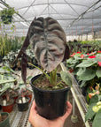 Alocasia 'Red Secret'