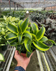 Dracaena 'Tornado' Live Indoor Plant (Dracaena deremensis), Easy Care Houseplant for Home and Office Decor