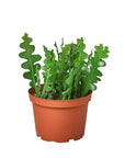 Ric Rac Cactus Live Indoor Plant (Selenicereus anthonyanus), Easy Care Trailing Fishbone Houseplant for Home and Office Decor