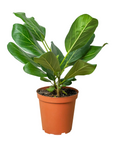 Ficus Audrey (Ficus benghalensis)