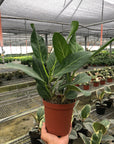 Ficus Audrey (Ficus benghalensis)