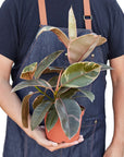 Ruby Pink Rubber Plant Live Indoor Plant (Ficus elastica), Easy Care Colorful Foliage Houseplant for Home and Office Decor