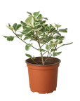 Variegated Triangularis Rubber Plant Live Indoor Plant (Ficus triangularis variegata), Easy Care Variegated Foliage Houseplant for Home and Office Decor