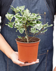Variegated Triangularis Rubber Plant Live Indoor Plant (Ficus triangularis variegata), Easy Care Variegated Foliage Houseplant for Home and Office Decor