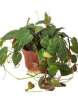 Velvet Philodendron Micans Live Indoor Plant (Philodendron hederaceum micans), Easy Care Trailing Houseplant for Home and Office Decor