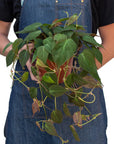 Velvet Philodendron Micans Live Indoor Plant (Philodendron hederaceum micans), Easy Care Trailing Houseplant for Home and Office Decor