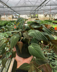 Velvet Philodendron Micans Live Indoor Plant (Philodendron hederaceum micans), Easy Care Trailing Houseplant for Home and Office Decor