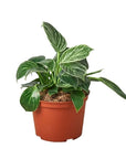Philodendron 'Birkin' Live Indoor Plant (Philodendron), Easy Care Compact Foliage Houseplant for Home and Office Decor