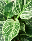 Philodendron 'Birkin' Live Indoor Plant (Philodendron), Easy Care Compact Foliage Houseplant for Home and Office Decor