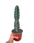 Cuddly Cactus Live Indoor Plant (Cereus jamacaru), Easy Care Spineless Succulent Houseplant for Home and Office Decor