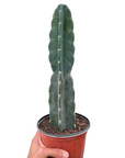 Cuddly Cactus Live Indoor Plant (Cereus jamacaru), Easy Care Spineless Succulent Houseplant for Home and Office Decor