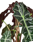 Alocasia Polly 'African Mask'