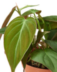Velvet Philodendron Micans Live Indoor Plant (Philodendron hederaceum micans), Easy Care Trailing Houseplant for Home and Office Decor
