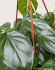 Heartleaf Philodendron Cordatum Live Indoor Plant (Philodendron hederaceum), Easy Care Trailing Houseplant for Home and Office Decor