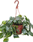 Heartleaf Philodendron Cordatum Live Indoor Plant (Philodendron hederaceum), Easy Care Trailing Houseplant for Home and Office Decor