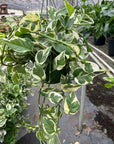 Pothos 'N'Joy' Live Indoor Plant (Epipremnum aureum), Easy Care Trailing Houseplant for Home and Office Decor