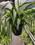 Hawaiian Spider Plant Live Indoor Plant (Chlorophytum), Easy Care Houseplant for Home and Office Decor