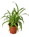 Hawaiian Spider Plant Live Indoor Plant (Chlorophytum), Easy Care Houseplant for Home and Office Decor