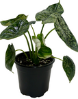 Alocasia 'Dragon Scale Mint'